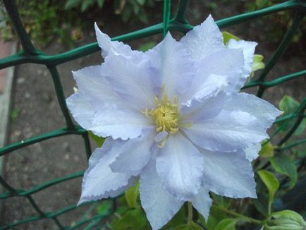 Clematis, cultivare, reproducere