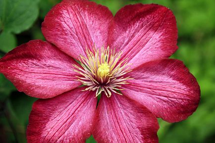 Clematis, cultivare, reproducere