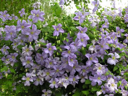 Clematis, cultivare, reproducere
