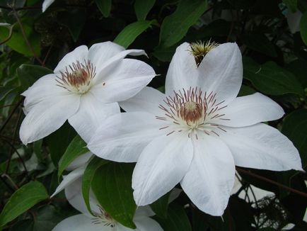 Clematis, cultivare, reproducere