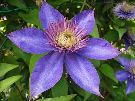 Clematis, cultivare, reproducere