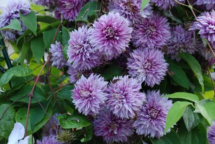 Clematis, cultivare, reproducere