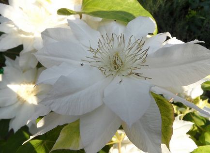 Clematis, cultivare, reproducere