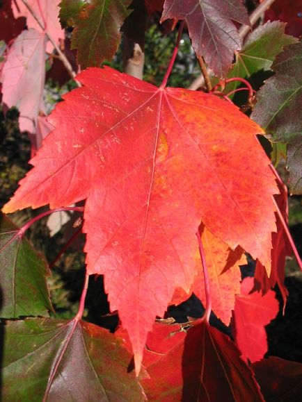 Maple roșu-verde de bor