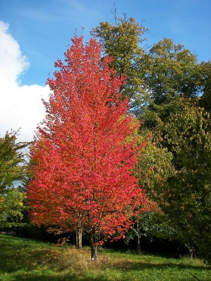 Maple roșu-verde de bor