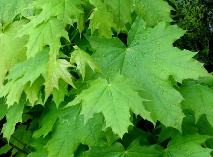 Maple roșu-verde de bor