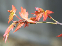 Maple krupnomerov vörös, keskeny levelű Maple leszálló Moszkva és a régióban, az átültetést, metszés, gondoskodás,