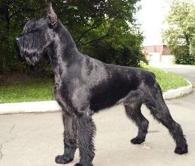 Numele de clicuri pentru cane corso - rase de câini