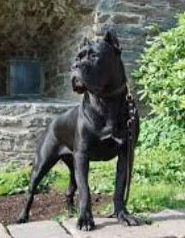 Numele de clicuri pentru cane corso - rase de câini