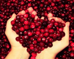 Cranberry vese infúzió áfonya veseelégtelenség, áfonya kuvasz kezelésére vesegyulladás