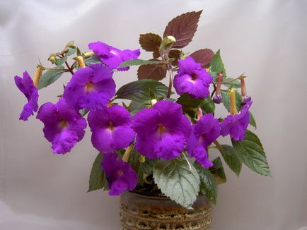 Când și cum să transplante violete domestice, consultanță floriculturistă