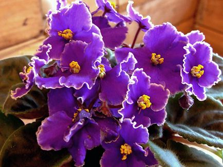 Când și cum să transplante violete domestice, consultanță floriculturistă
