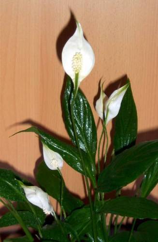 Când infloresc spathiphyllum și cât timp