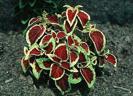 Coleus termesztés, gondozás és a reprodukció az otthoni