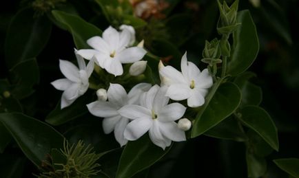 Camera de iasomie - plante de interior, flori, plante cu flori, iasomie, iasomie de interior, sambac