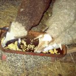 Vaci de hrănire și oi cu porumb