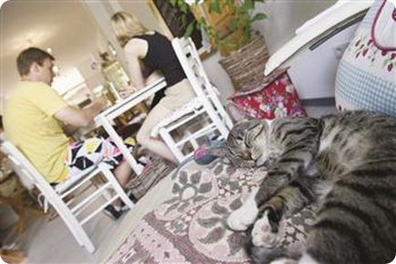 Cat Café Párizs