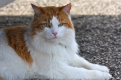 Кішка турецький ван опис породи, ціна і фото