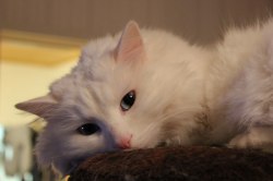 Кішка турецький ван опис породи, ціна і фото