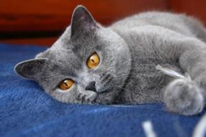 Pisici de rasa British Shorthair