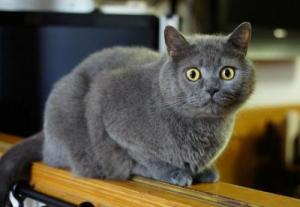 Pisici de rasa British Shorthair