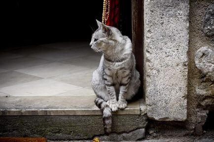 Коти міста котор (Чорногорія)