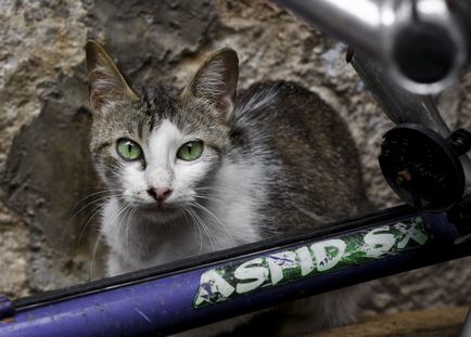 Town Cats (Muntenegru)