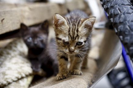 Town Cats (Muntenegru)