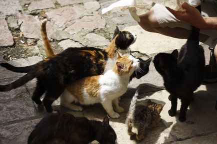 Town Cats (Muntenegru)