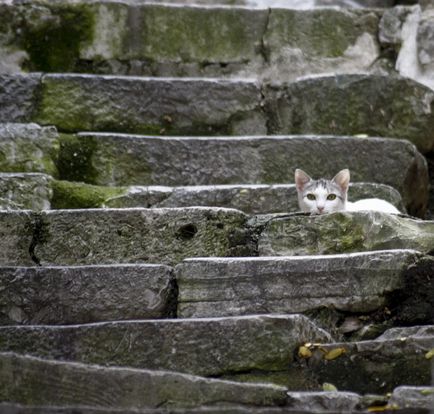 Town Cats (Muntenegru)