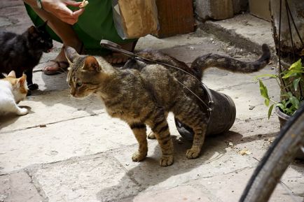 Коти міста котор (Чорногорія)
