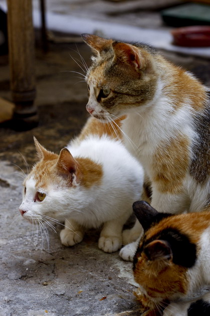 Town Cats (Muntenegru)