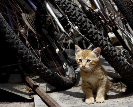 Town Cats (Muntenegru)