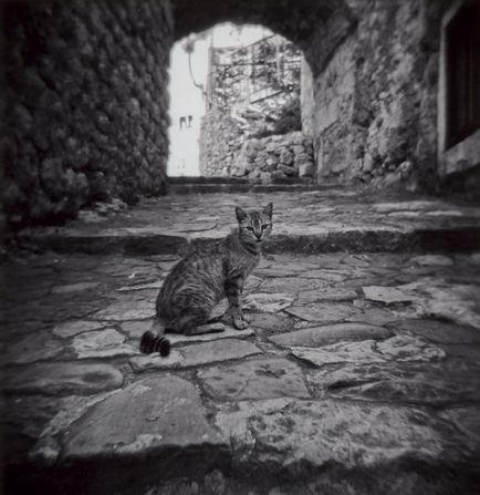 Town Cats (Muntenegru)