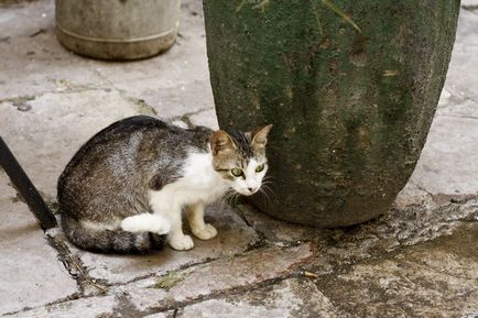 Коти міста котор (Чорногорія)