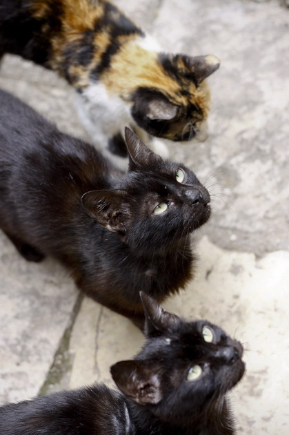 Town Cats (Muntenegru)