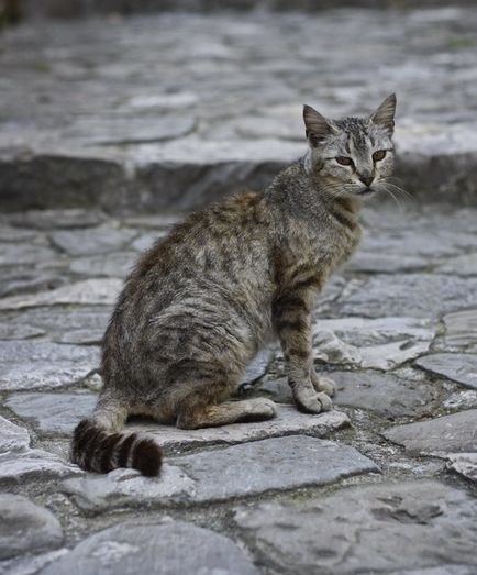 Town Cats (Muntenegru)