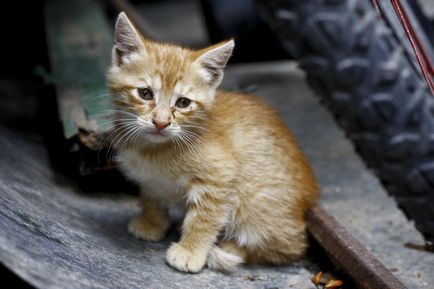 Town Cats (Muntenegru)