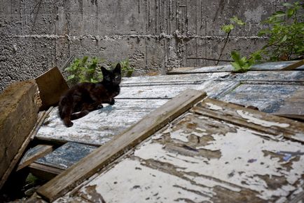 Town Cats (Muntenegru)