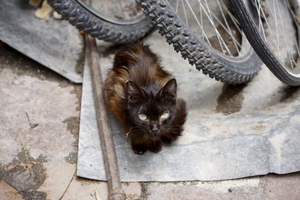 Town Cats (Muntenegru)