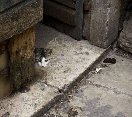 Town Cats (Muntenegru)