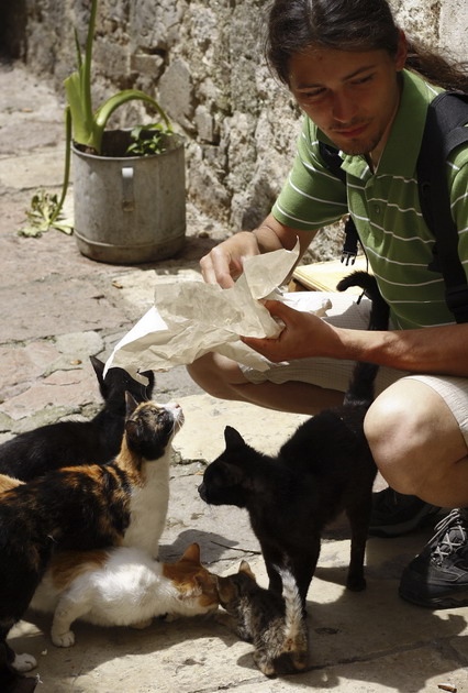 Town Cats (Muntenegru)