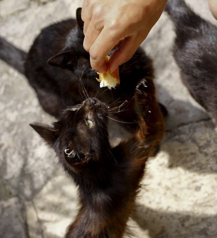 Town Cats (Muntenegru)