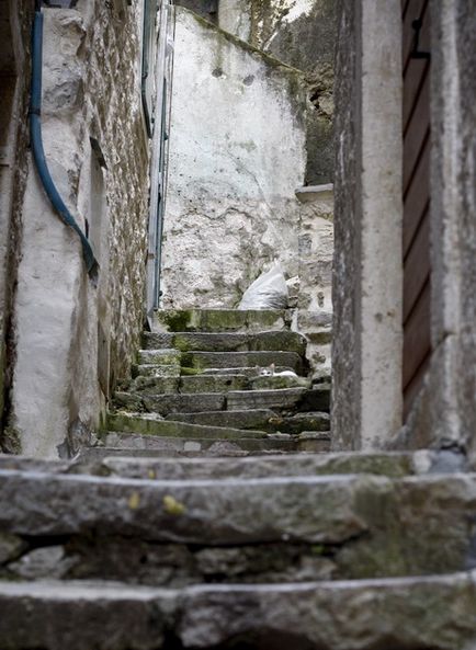 Town Cats (Muntenegru)