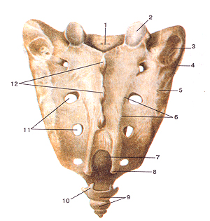 Крижі (sacrum) - анатомія людини, анатомія, анатомія в картинках, анатомія онлайн, анатомія