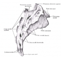 Крижі (sacrum) - анатомія людини, анатомія, анатомія в картинках, анатомія онлайн, анатомія