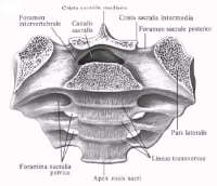 Крижі (sacrum) - анатомія людини, анатомія, анатомія в картинках, анатомія онлайн, анатомія