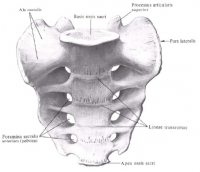 Sacrum - anatomie umană, anatomie, anatomie în imagini, anatomie on-line, anatomie