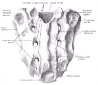 Sacrum - anatomie umană, anatomie, anatomie în imagini, anatomie on-line, anatomie