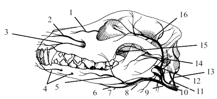Кровопостачання голови і органів порожнини рота - стоматологія собак